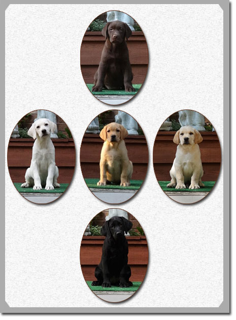 house trained labs for sale